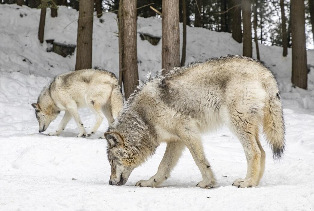 gray-wolves-are-losing-federal-protection-nyctastemakers