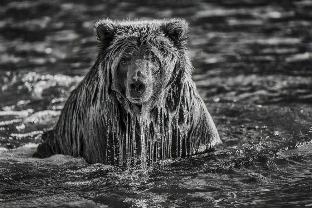 PaulNicklen-FineArt