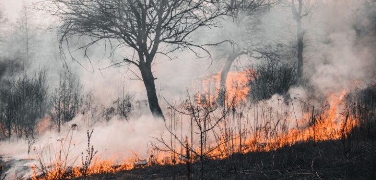 Canadian Wildfire Smoke Impacts NYC’s Air Quality