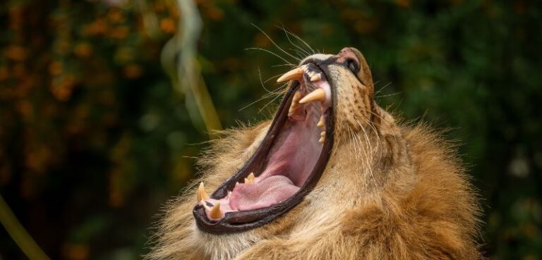 The Real Lesson of The Lion King Is Learning to Face Your Past